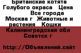 Британские котята Голубого окраса › Цена ­ 8 000 - Все города, Москва г. Животные и растения » Кошки   . Калининградская обл.,Советск г.